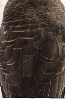 feathers animal 0018